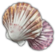 Shell