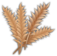 Wheat