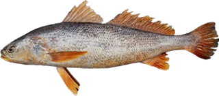 Acoupa Weakfish