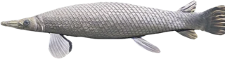 Alligator Gar