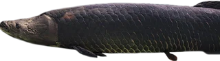 Arapaima