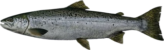 Atlantic Salmon