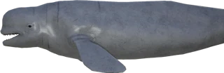 Beluga