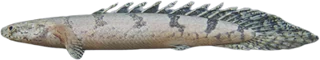 Bichir