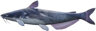 Blue Catfish