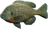 Bluegill