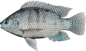 Blue Tilapia