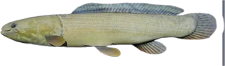 Bowfin