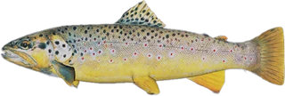 Brown Trout