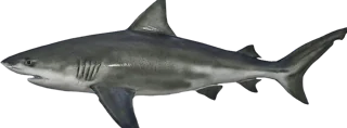 Bull Shark