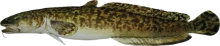 Burbot