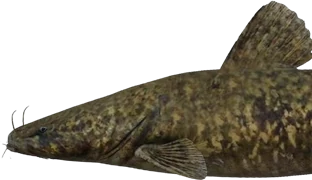 Catfish