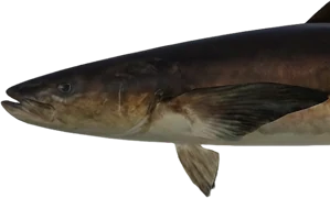 Cobia