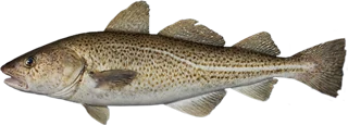 Cod