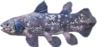 Coelacanth
