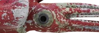 Colossal Squid