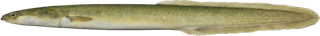 Eel