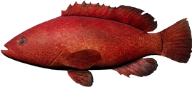 Coney Grouper