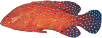 Coral Grouper