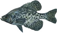 Crappie