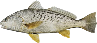 Croaker
