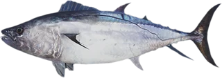 DogTooth Tuna