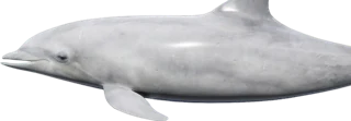 Bottlenose Dolphin