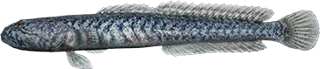Dragon Goby