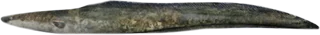 Electric Eel