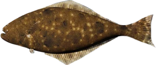 Flounder