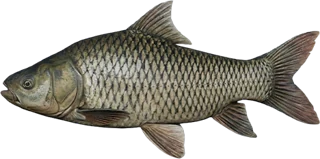 Giant Barb