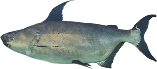 Giant Mekong Catfish