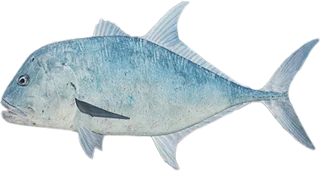 Giant Trevally