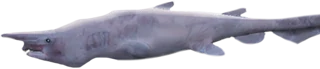 Goblin Shark