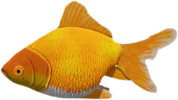 Gold Fish