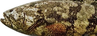 Goliath Grouper