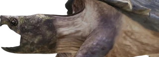 Goliath Snapper
