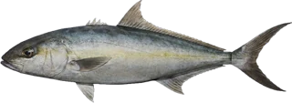Greater Amberjack