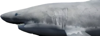 Great White Shark