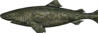 Greenland Shark