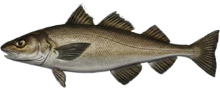 Haddock