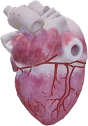 Heart