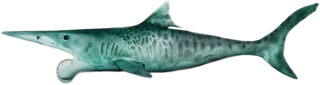 Helicoprion