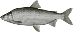 Humpback Whitefish