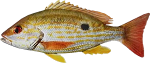 Lane Snapper