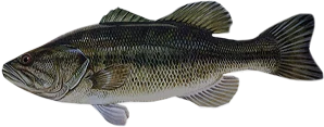 LargeMouth Bass