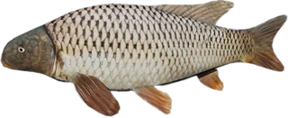 Lepidotes
