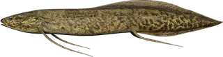 Lungfish