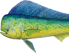 Mahi Mahi