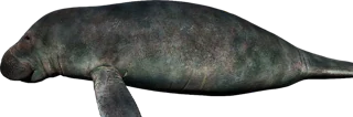 Manatee